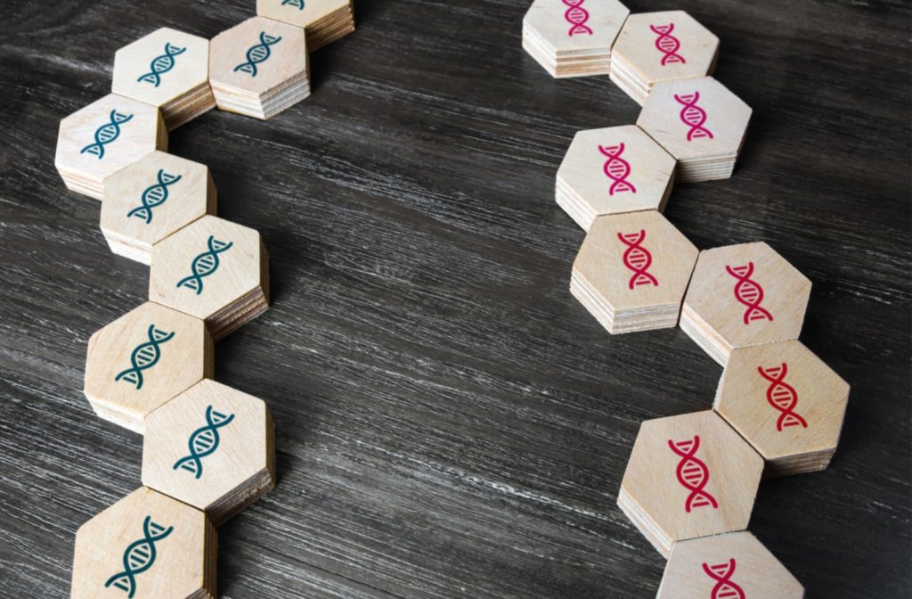 Wooden blocks put together to look like DNA strands, representing hereditary traits